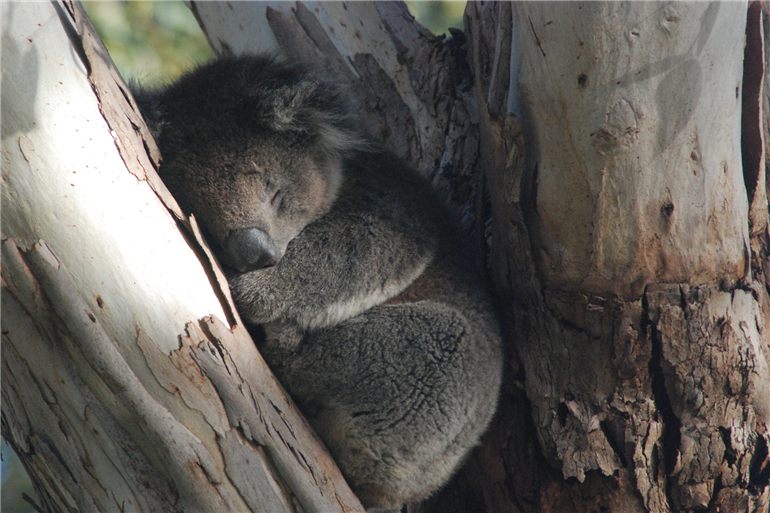 coala dormindo