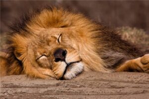 quantas horas um leão dorme em média por dia
