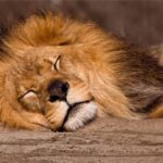 quantas horas um leão dorme em média por dia