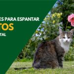 como espantar gatos do vizinho do meu quintal