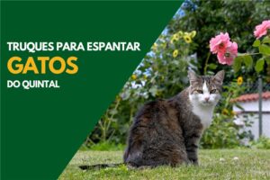 como espantar gatos do vizinho do meu quintal