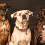 cachorros velhos